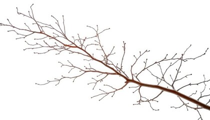 Intricate bare branches, isolated on pure white backdrop, background, photography