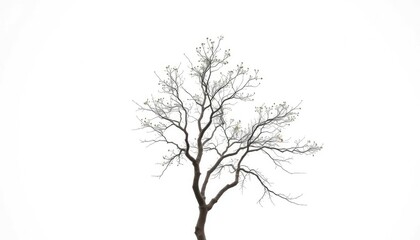 Obraz premium Lone deciduous tree, branches reaching skyward against pure white, wood, white background