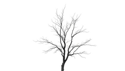 Obraz premium Lone deciduous tree, stark branches against pure white, botany, bare