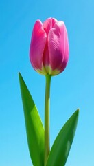 Naklejka premium Pink tulip stem with green leaves against a clear blue sky, flower, tree