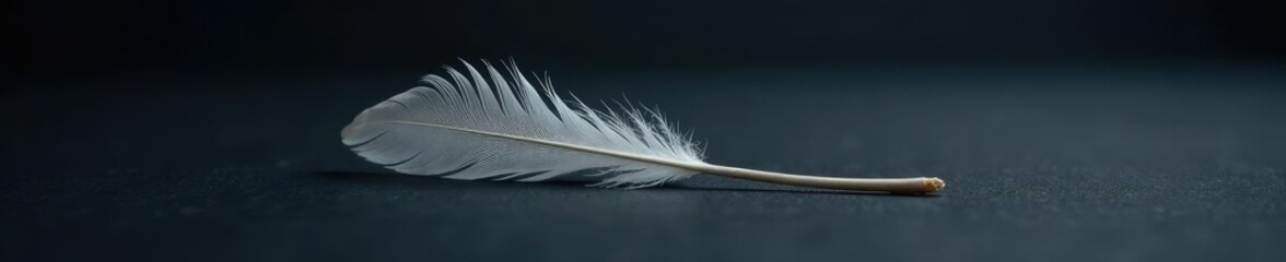 Single feather resting on a dark gray background, mystery, solitude, elegance