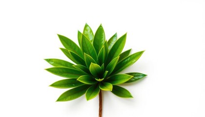Fototapeta premium Single vibrant green plant, isolated on pure white backdrop, vibrant, flora