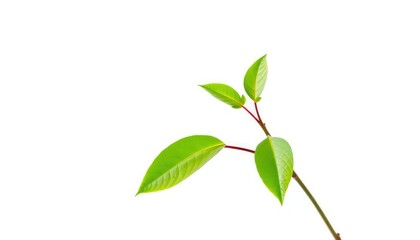 Fototapeta premium Single vibrant green plant, isolated on pure white backdrop, asset, nature