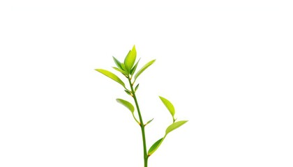 Fototapeta premium Single vibrant green plant, isolated on pure white background, picture, green