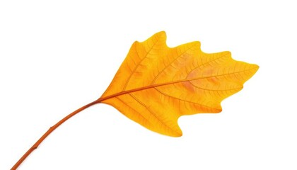Single, weathered oak leaf isolated on pure white backdrop, studio shot, single