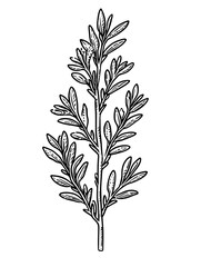 Fototapeta premium Vector engraved illustration of a detailed herb branch ideal for product design and botanical uses
