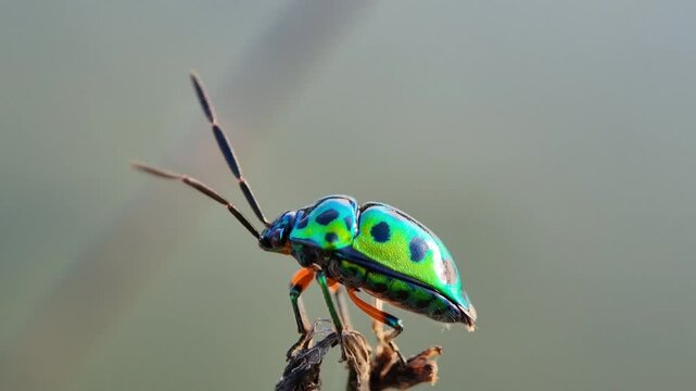 Beautiful brilliantly colored of bugs on dry branches with a blurred background. Jewel bug (Chrysocoris stollii) is a common bug.