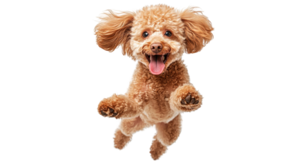 Happy poodle jumps joyfully against a bright white background, showcasing playful energy and excitement during a fun moment