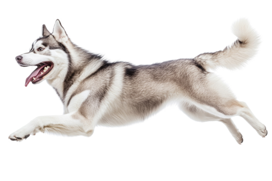 Siberian husky joyfully leaps in mid-air against a clean white background showcasing agility and playfulness