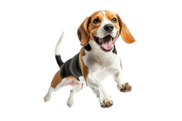 Beagle joyfully leaps in a playful mood against a plain background during an indoor play session