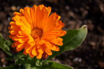 金盞花（キンセンカ）