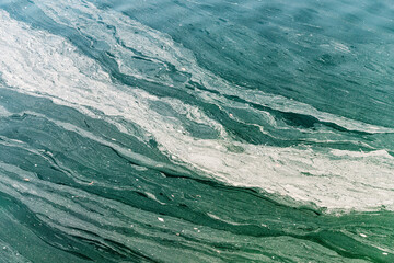 Polluted water surface exhibiting a thick layer of cyanobacteria, highlighting the environmental...