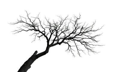 Obraz premium A lone tree, branches reaching skyward, stark white background, nature, wood