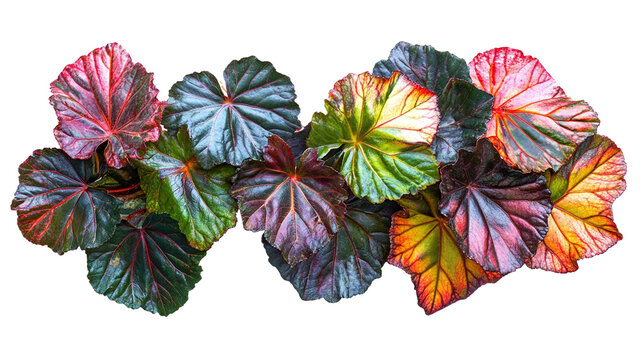 Colorful and exotic rex begonia leaves isolated on transparent background.
