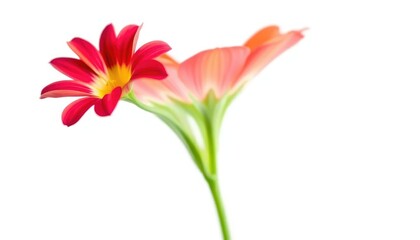Obraz premium A single, vibrant flower, petals unfurled, set against a pure white backdrop, petal, blossom