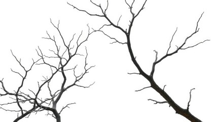 Obraz premium Bare, gnarled branches isolated against a pure white backdrop, abstract, strong