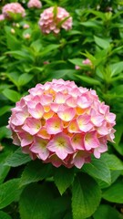 Fototapeta premium Blooming hydrangea in lush green garden amidst leafy foliage, verdant, blossom