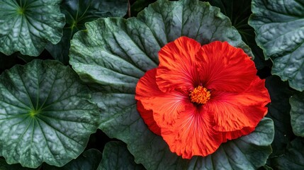 Obraz premium Vibrant Red Hibiscus Flower Blooming Among Large Green Leaves
