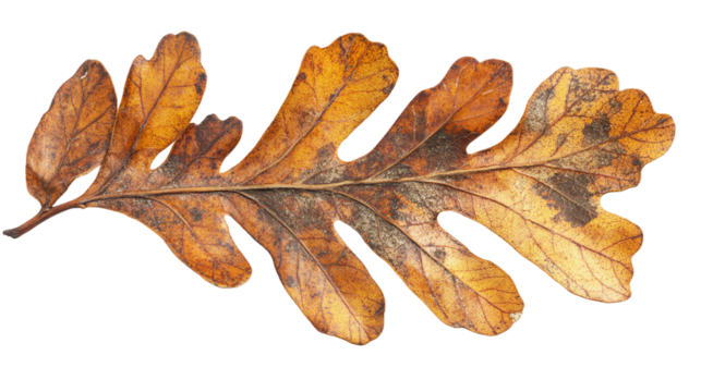 Oak leaf isolated on a transparent background.