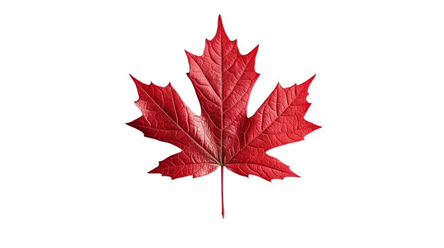 Red maple leaf isolated on transparent background - fall foliage in high-resolution png.