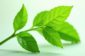 Fototapeta premium Fresh green leaves isolated on a white surface, leaf, white