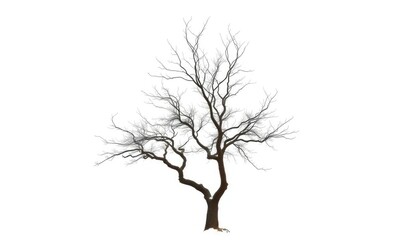 Lone deciduous tree, stark branches against pure white backdrop, arboreal, background