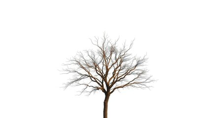 Fototapeta premium Lone deciduous tree, stark branches against pure white, single tree, design