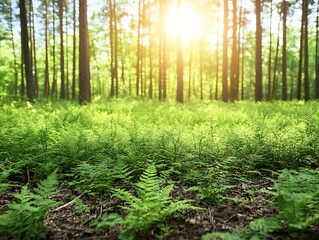 Fototapeta premium Forest ferns Sunlight nature view outdoor spring