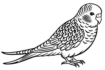 Fototapeta premium Beautiful Budgerigar Vector Art. Detailed Bird Illustration