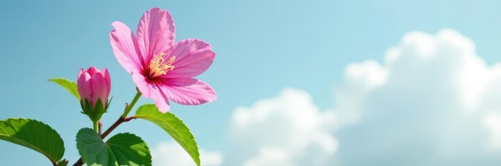 Obraz premium Pink royal mallow branch against white clouds, delicate petal, green leaves, serene atmosphere