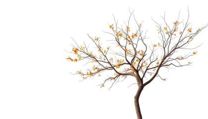 Obraz premium Single deciduous tree, stark branches against pure white, branches, visual