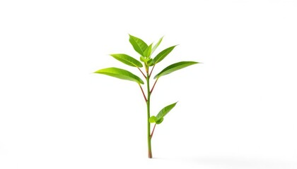Single vibrant green plant, isolated on pure white background, leaf, white background