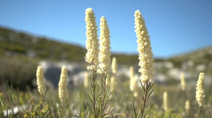 Fototapeta premium Elegant White Flowers Blooming in Natural Mountain Meadow Setting
