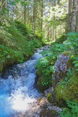 Obraz premium flowing stream in forest