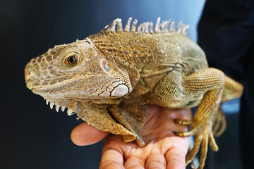 Closeup of Amazing Detail of Green Iguana's Head