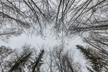 mesmerizing upward view of tall, leafless trees stretching their intricate branches toward a gray winter sky. The natural symmetry creates a captivating and moody forest scene.