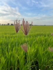 A close-up of delicate, pinkish grass flowers in a lush green field under a clear blue sky, capturing a serene natural landscape.