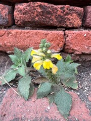 A vibrant yellow flower grows resiliently against a backdrop of red bricks, showcasing nature's beauty amidst urban elements.