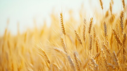 Fototapeta premium A golden field of wheat plants bathed in warm sunlight