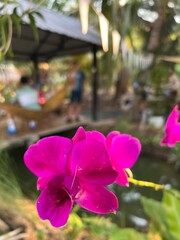 A vibrant purple orchid in focus, set against a blurred background of greenery and a tranquil pond, creating a serene tropical atmosphere.