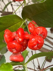 Bright red fruit clusters hang from green leaves, showcasing a vibrant contrast and suggesting ripeness and flavor.