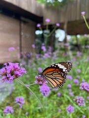 A vibrant monarch butterfly rests on purple flowers in a lush garden, showcasing nature's beauty and tranquility.