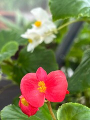 A vibrant red begonia flower in focus, surrounded by lush green leaves, with a blurred background of white flowers.