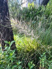 A close-up of a delicate grass spike surrounded by lush greenery, capturing the beauty of nature in a serene outdoor setting.