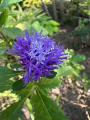 A vibrant purple flower with intricate petals, surrounded by green leaves, thriving in a natural garden setting.