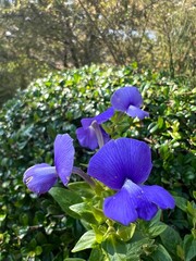 A cluster of vibrant purple flowers blooms against a backdrop of green foliage, showcasing delicate petals and natural beauty.