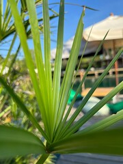 A close-up view of vibrant green palm leaves against a sunny backdrop, showcasing their delicate texture and natural beauty.