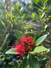 A vibrant red flower blooms amidst lush green foliage, showcasing intricate petals and a rich, colorful appearance in natural sunlight.