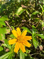 A bright yellow flower blooms amidst green foliage, showcasing its vibrant petals and delicate structure in a natural setting.