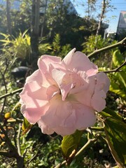 A delicate pink flower blooms amidst lush greenery, capturing sunlight in a serene garden setting.